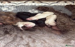 Labradoodle dogs for sale:  Standard Labradoodle puppies  - Image 2