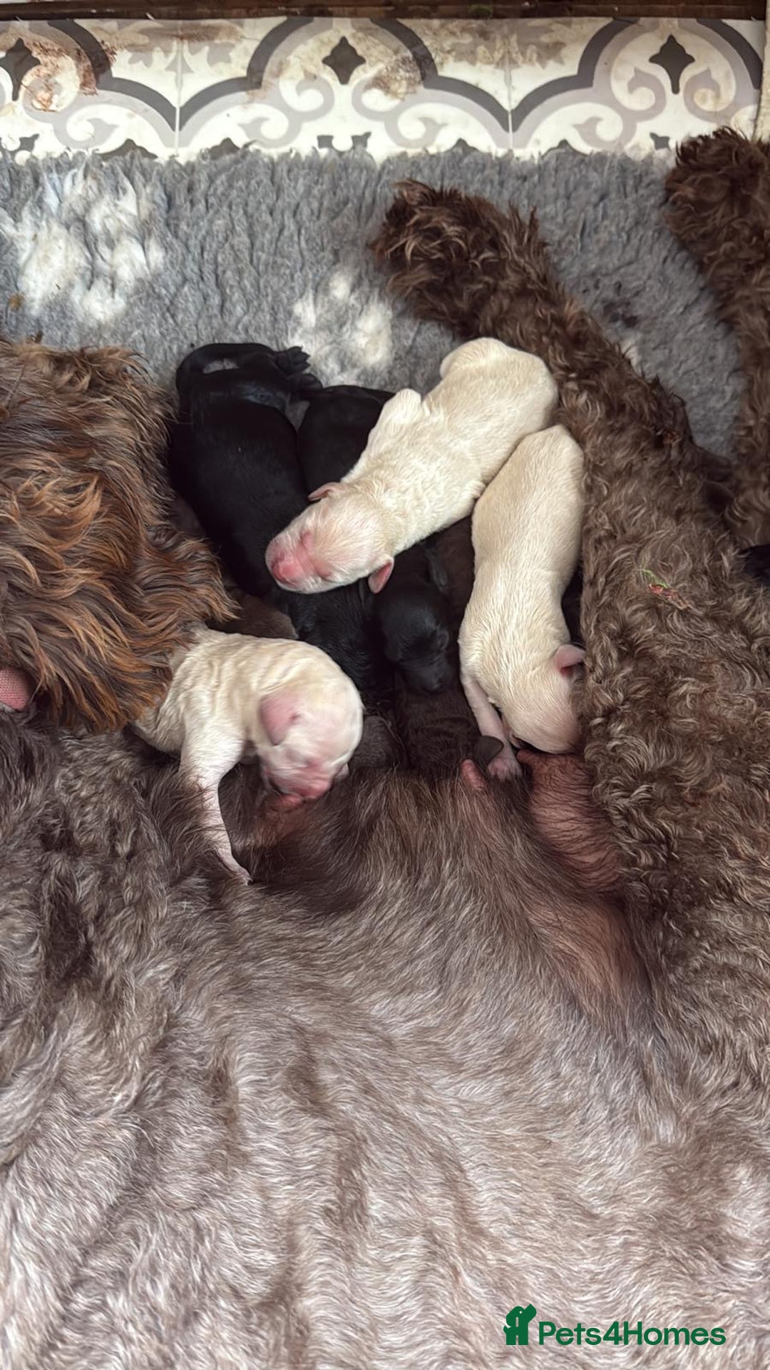 Labradoodle dogs for sale:  Standard Labradoodle puppies  - Image 2