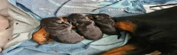 Rottweiler dogs for sale: Rottweiler pups - Advert 4