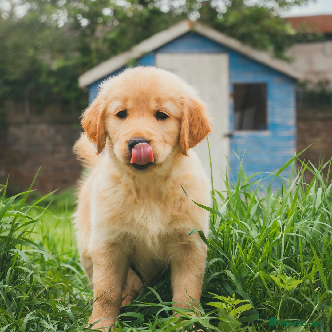 Golden Retriever dogs for sale: Ready now Golden Retriever Puppies KC Dad  - Image 26