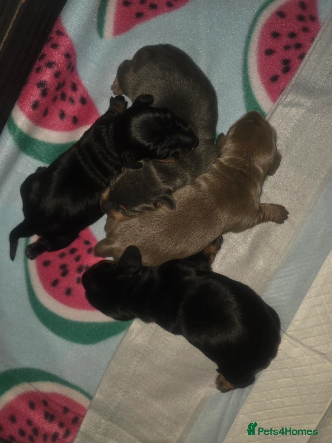 Miniature Dachshund dogs for sale: Gorgeous Litter Of Miniature Dachshunds  - Advert 8