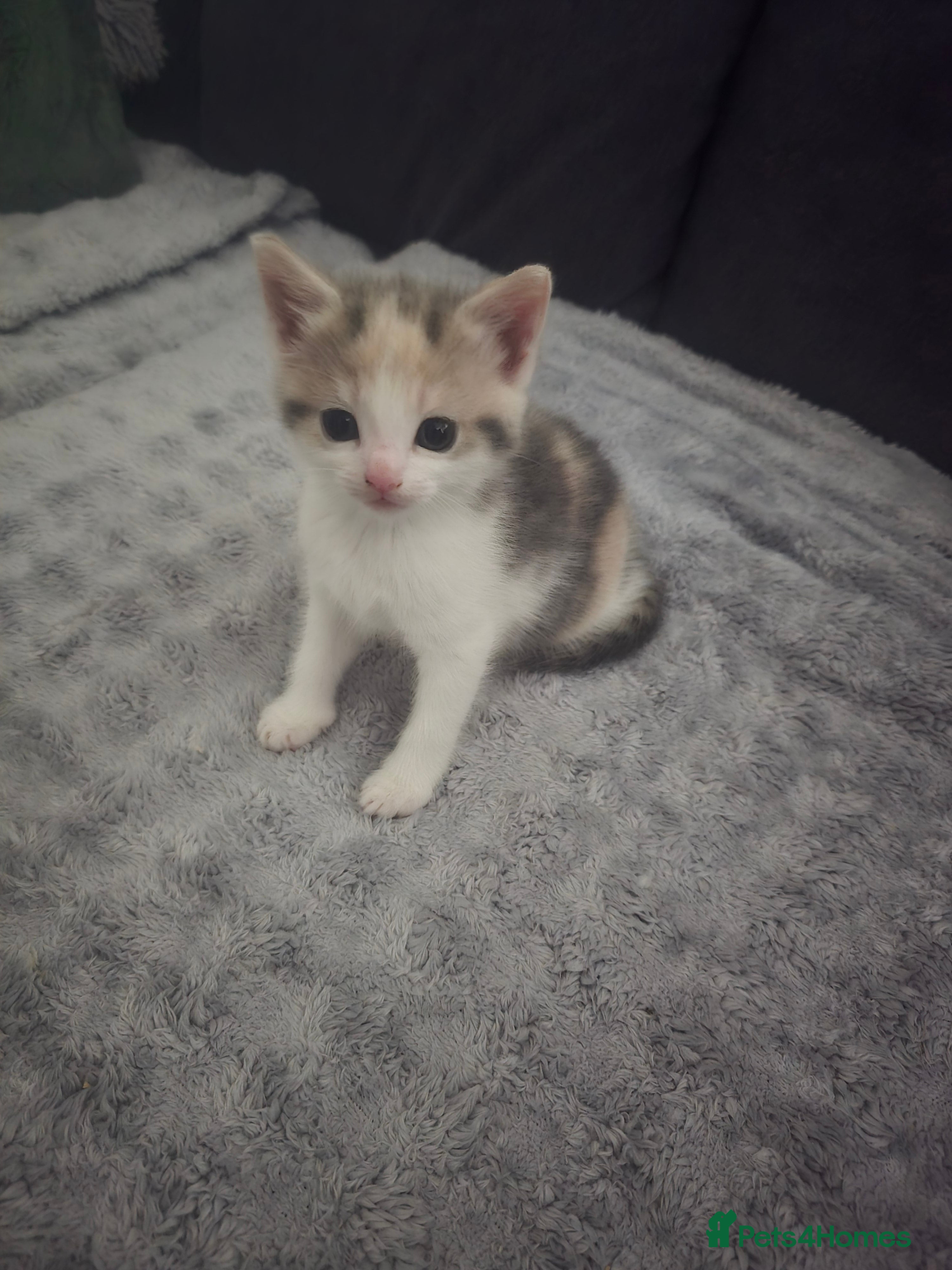 Domestic Shorthair cats Gorgeous Girl  - Advert 1