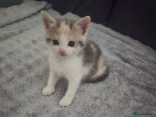 Domestic Shorthair cats Gorgeous Girl - Advert 1