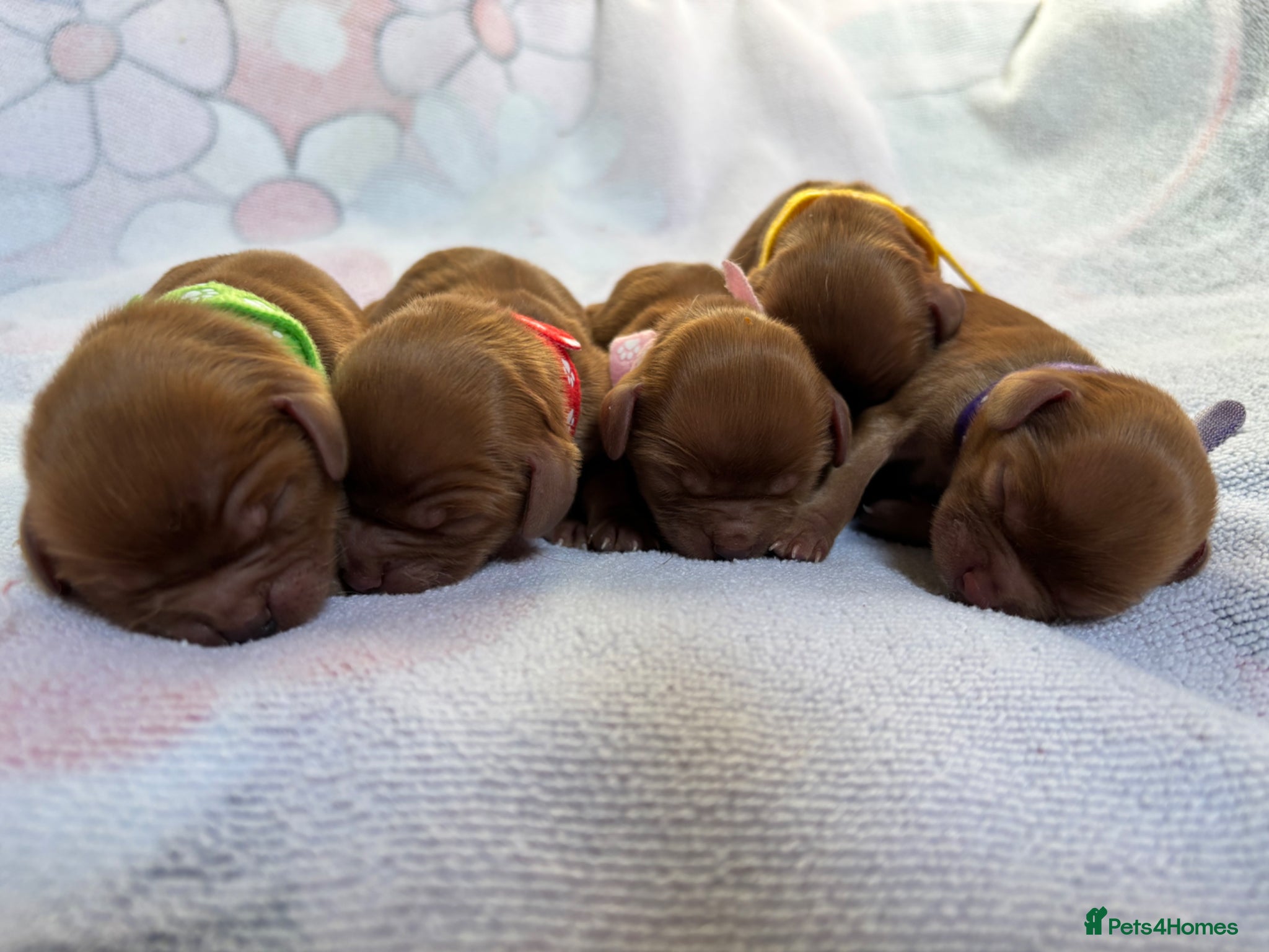 Cavalier King Charles Spaniel dogs Ruby Cavalier King Charles Spaniels  - Advert 1