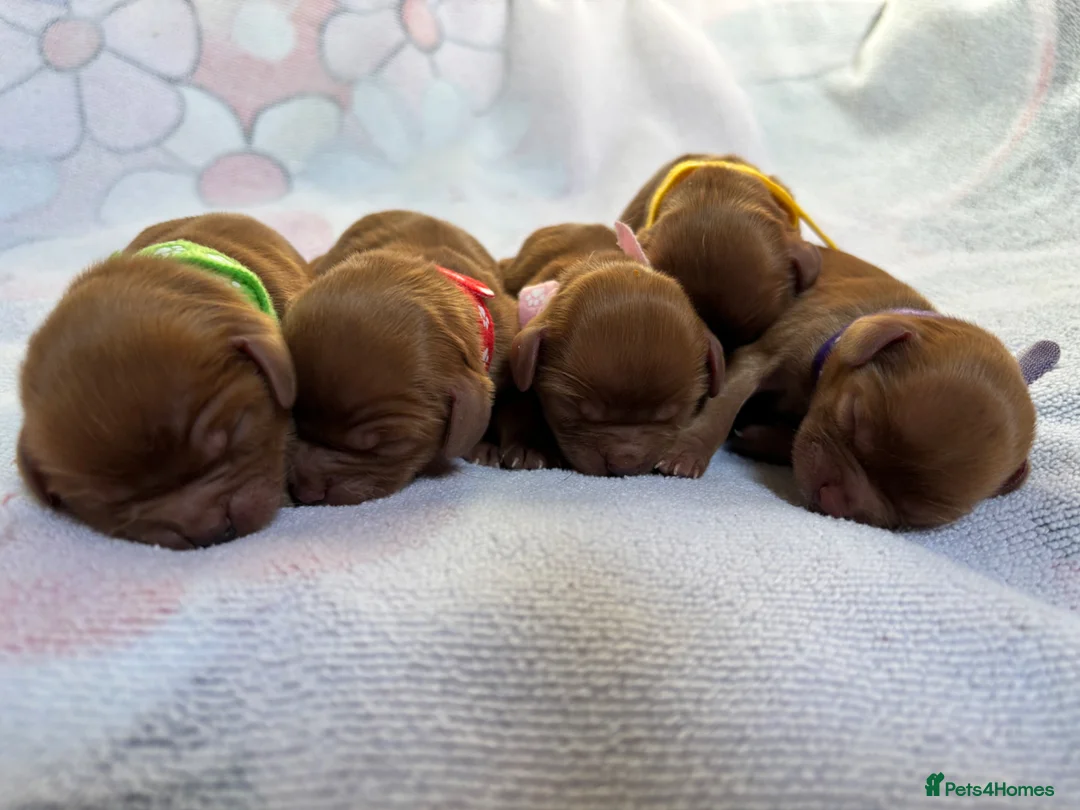 Cavalier King Charles Spaniel dogs for sale: Ruby Cavalier King Charles Spaniels  - Advert 1