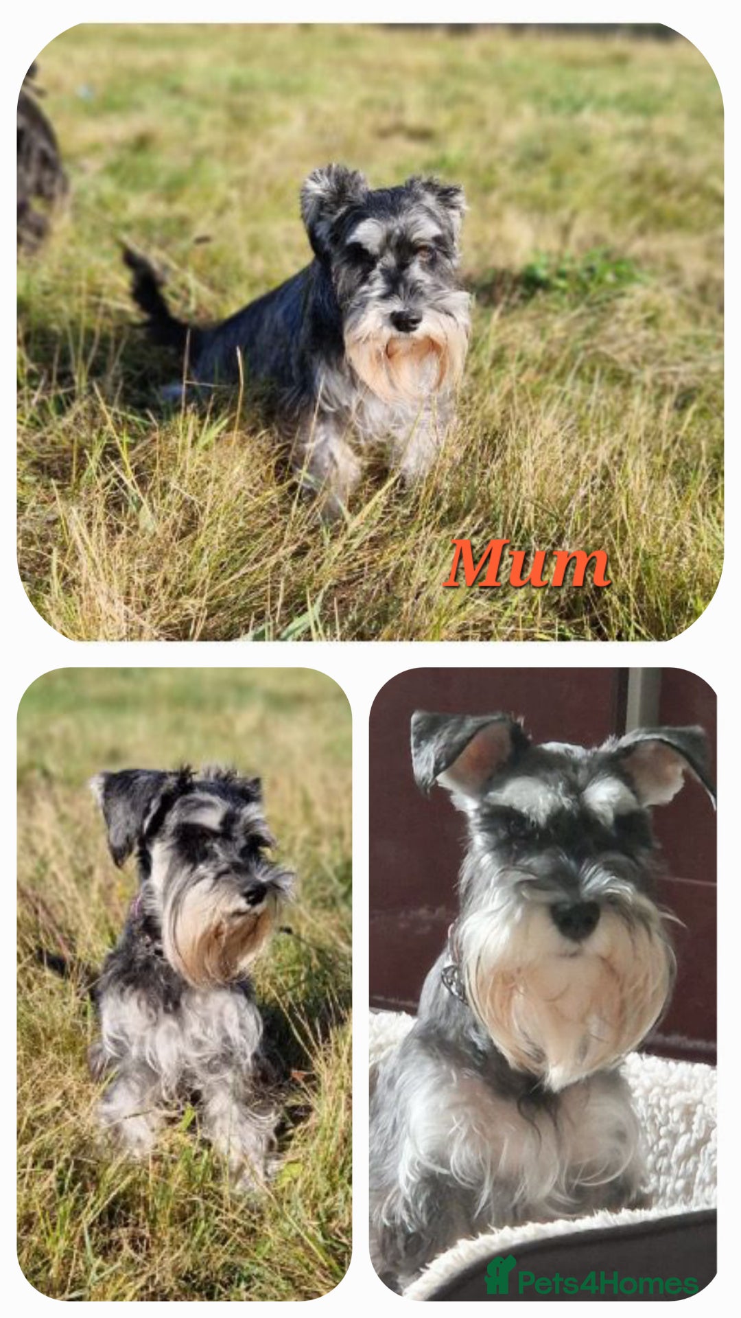 Miniature Schnauzer dogs for sale: 🩷🩷🩷🩵🩵Miniature schnauzers 1st Vac✓BVA✓KC reg✓ - Advert 3
