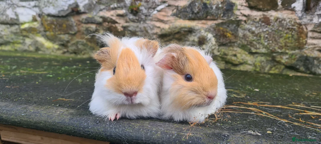 Guinea Pig rodents for sale: Pure sheltie brothers  - Advert 3