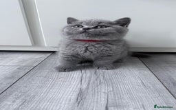 British Shorthair cats for sale: 4 British shorthair kittens  - Image 9