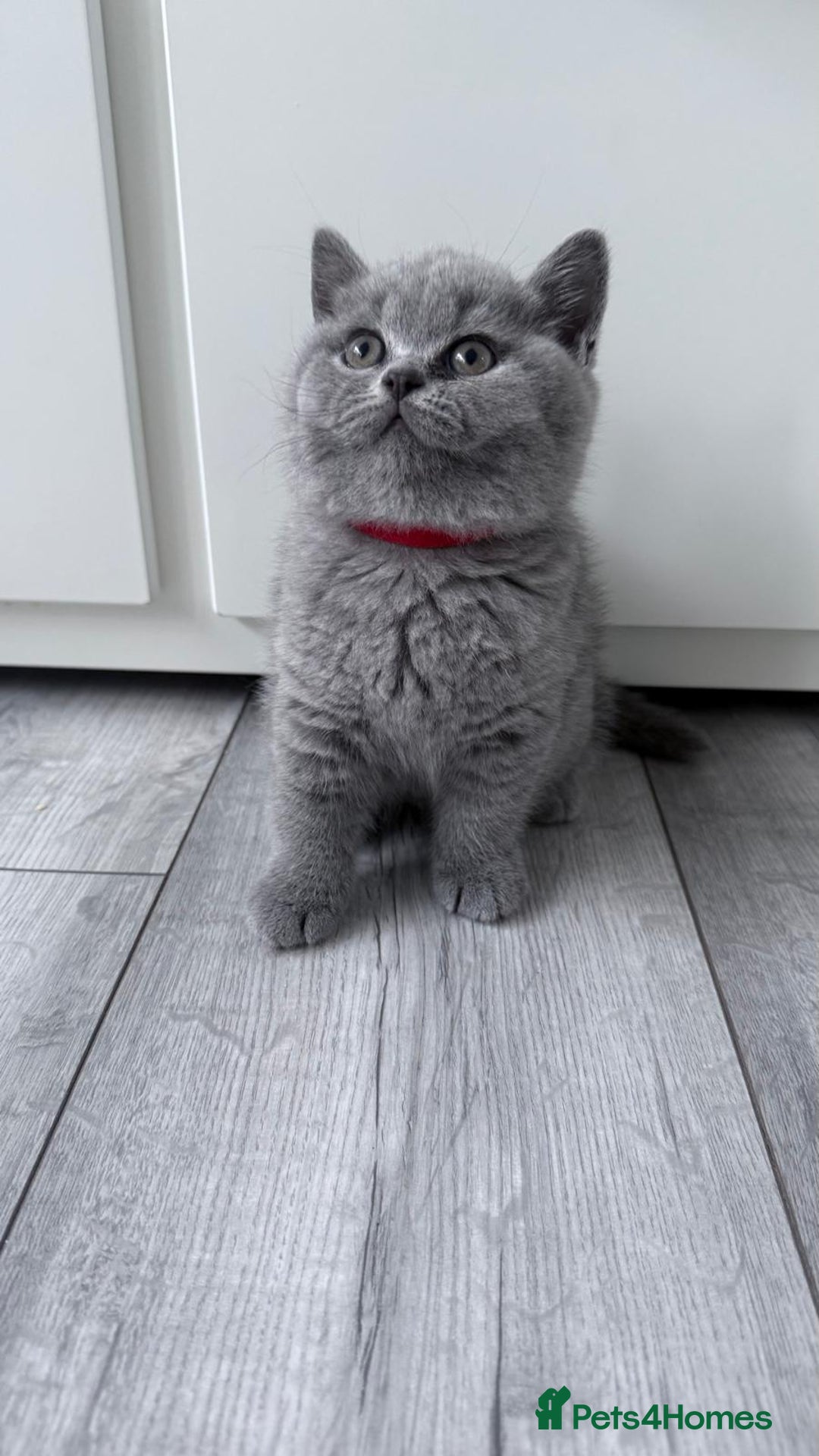 British Shorthair cats for sale: 4 British shorthair kittens  - Image 9