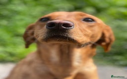 Labrador Retriever dogs for sale: red fox Labrador female  - Image 2