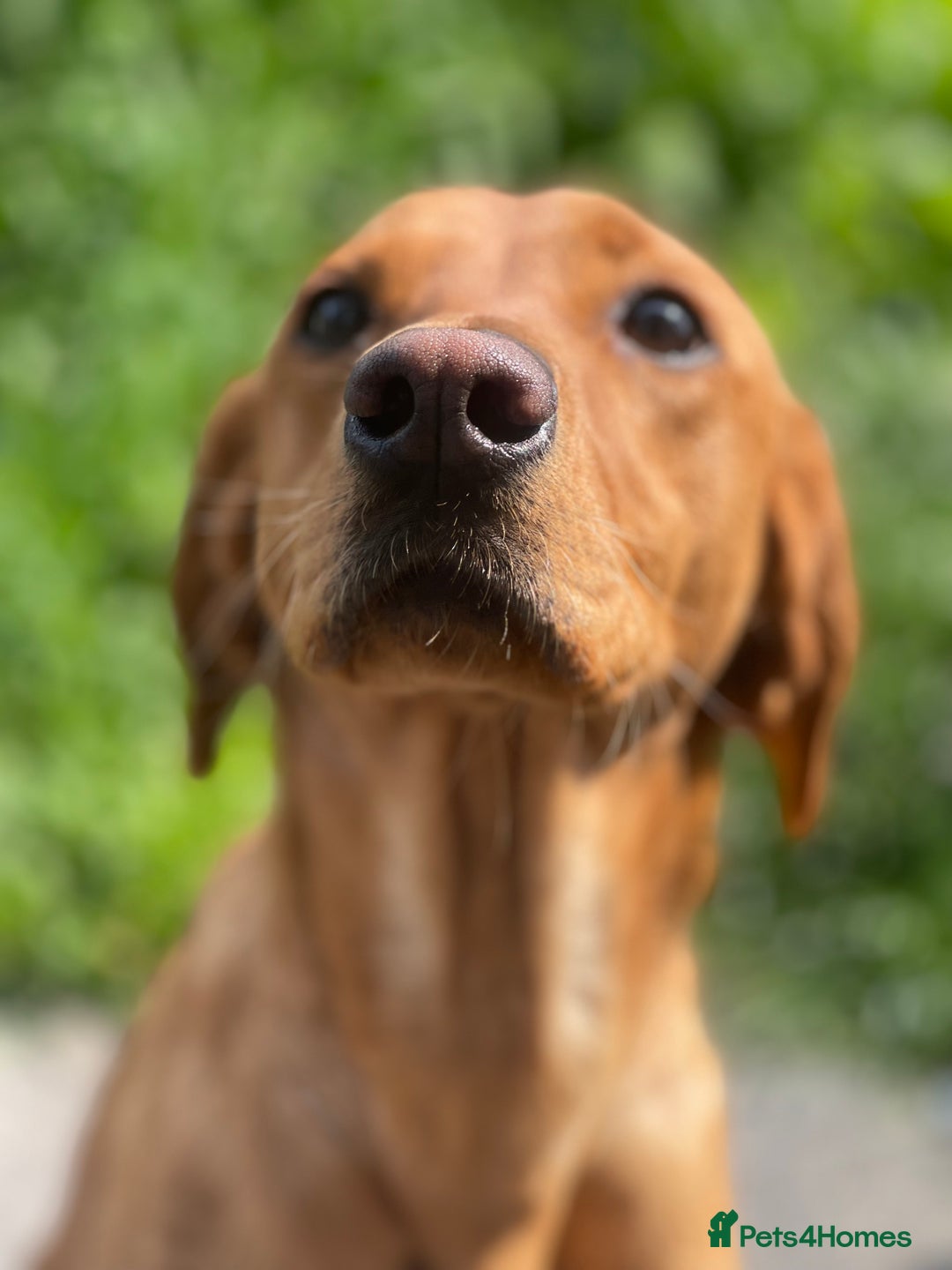 Labrador Retriever dogs for sale: red fox Labrador female  - Image 2