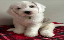 Sheepadoodle dogs for sale: unique sheepadoodles due - Image 2