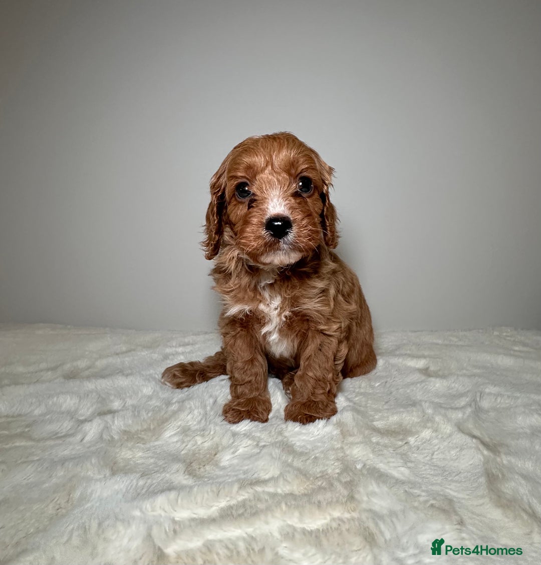 Cavapoo dogs for sale: F1 Cavapoo puppies.  - Image 23