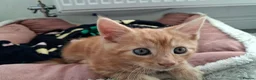 Maine Coon cats for sale: 4 maincoon babies  - Advert 13