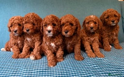 Labradoodle dogs for sale: Mini Red Labradoodle 🧬 clear  - Image 5
