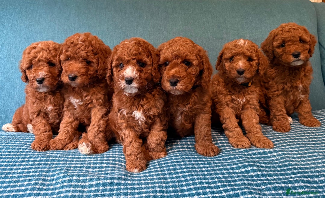 Labradoodle dogs for sale: Mini Red Labradoodle 🧬 clear  - Image 5