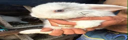 Mixed Breed rabbits for sale: Adorable Rabbits Ready for Loving Homes! - Advert 4