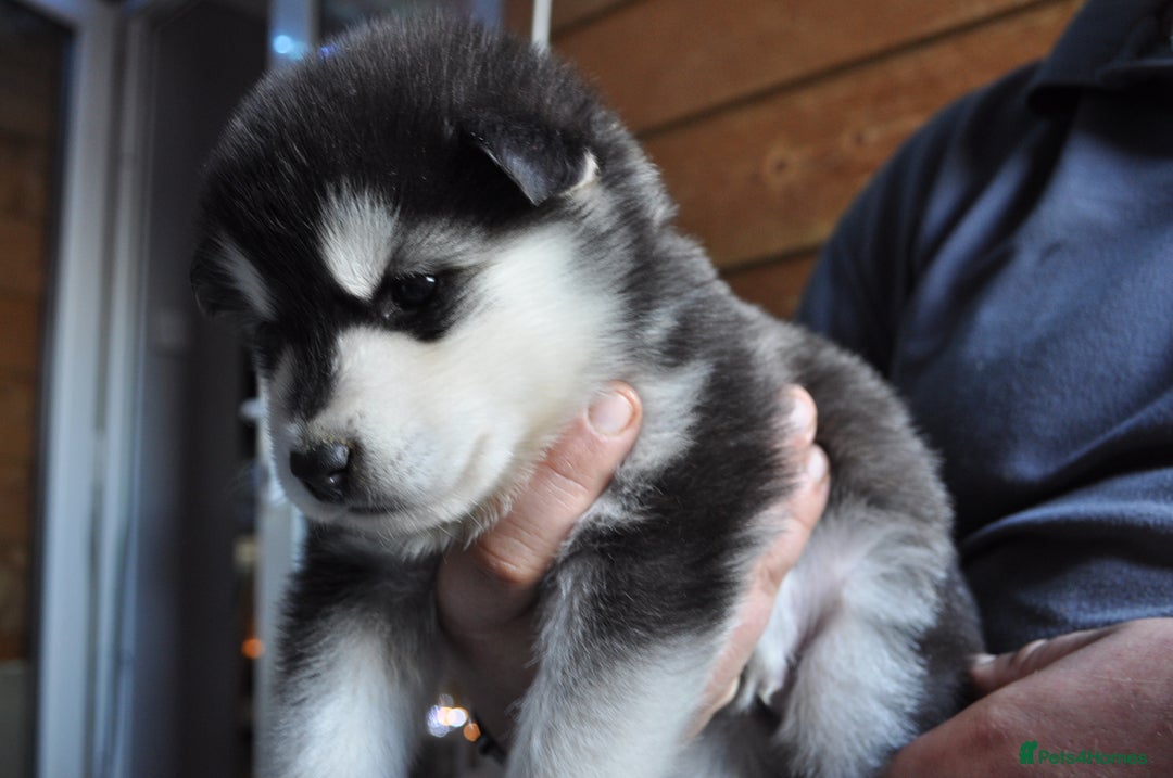 Alaskan Malamute dogs for sale: Alaskan Malamute Puppies - Advert 25