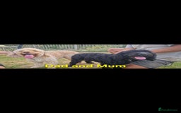 Cockapoo dogs for sale: cockapoo - Image 10