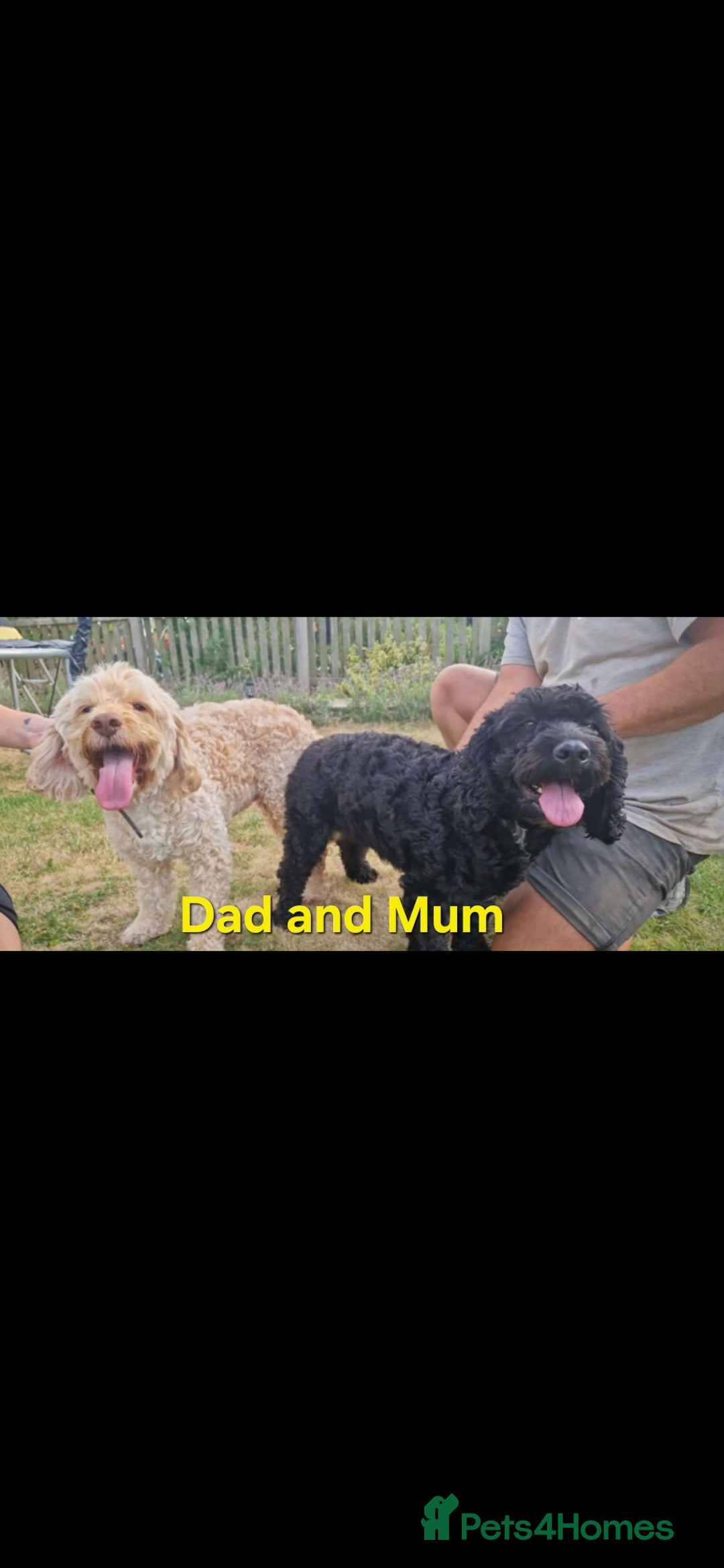 Cockapoo dogs for sale: cockapoo - Image 10