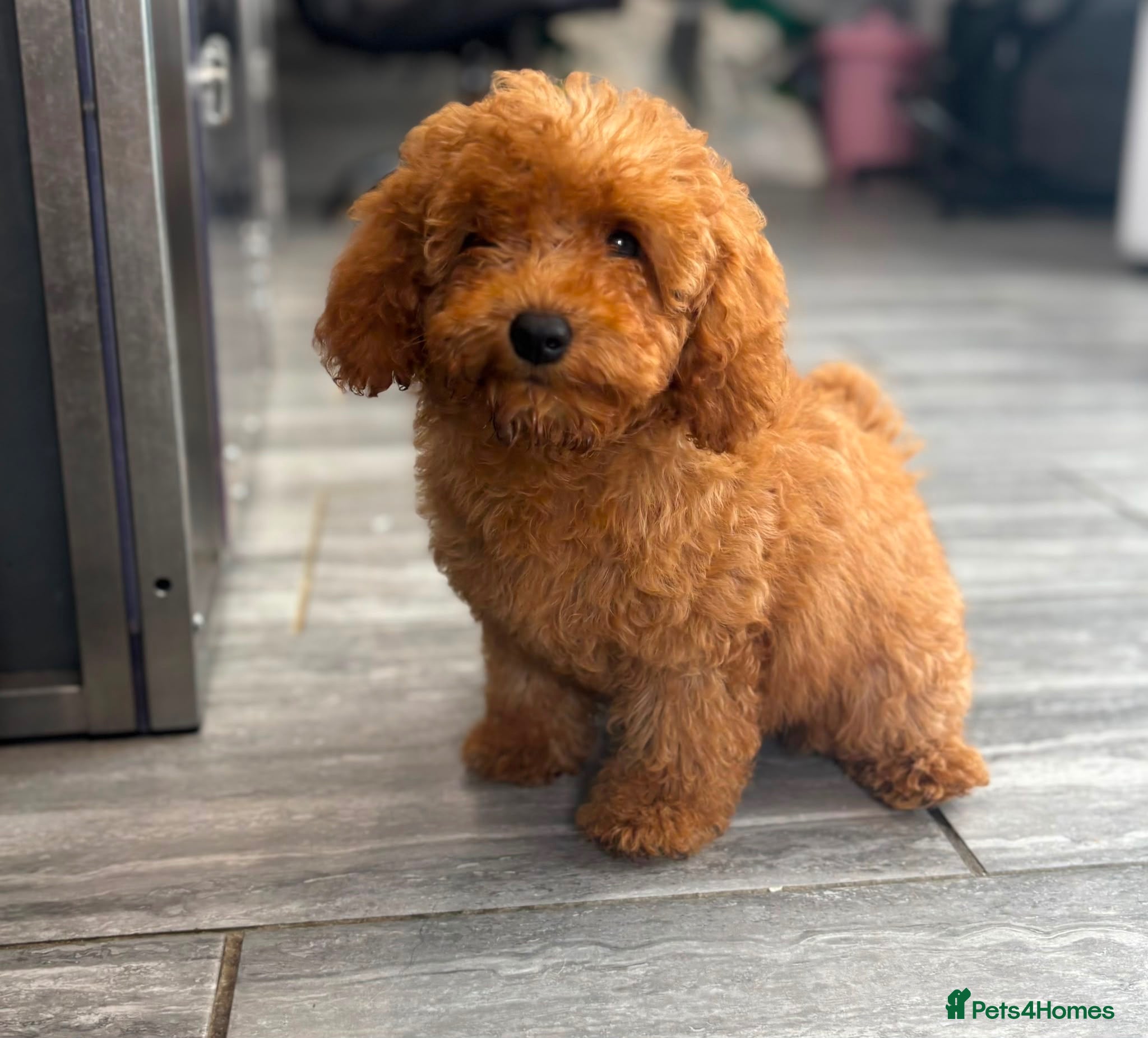 Cockapoo dogs F2 Cockerpoo’s - Advert 2