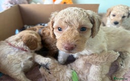 Toy Poodle dogs for sale: Stunning litter of Toy Poodles - Image 28