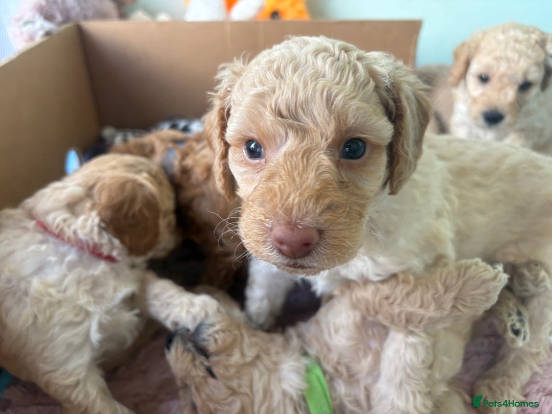 Toy Poodle dogs for sale: Stunning litter of Toy Poodles - Image 28
