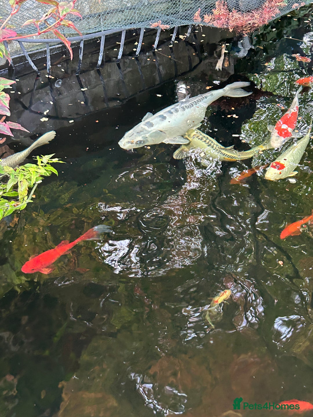 Koi Carp fish for sale: koi fish and various other fish - Image 11