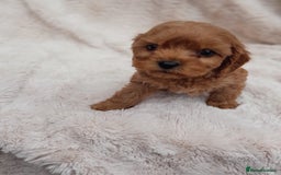 Cavapoo dogs for sale: Beautiful F1 Cavapoo Pups  - Image 7