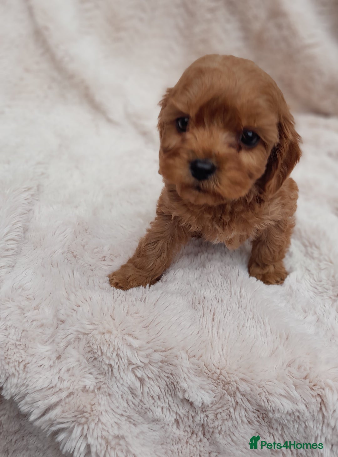 Cavapoo dogs for sale: Beautiful F1 Cavapoo Pups  - Image 7