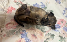 Chihuahua dogs for sale: Long hair Chihuahua boy  - Image 8