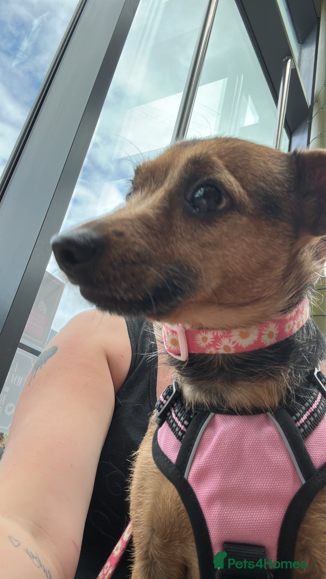 Mixed Breed dogs for sale: Chihuahua x whippet hybrid  - Advert 3