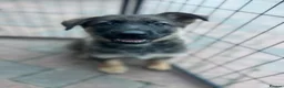 German Shepherd dogs for sale: Dutch shepherd x German shepherd puppies for sale - Advert 7