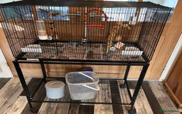 Canaries birds for sale: Gloster canaries - Image 3