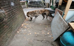 Mixed Breed dogs for sale: Lurcher. Pups - Image 5