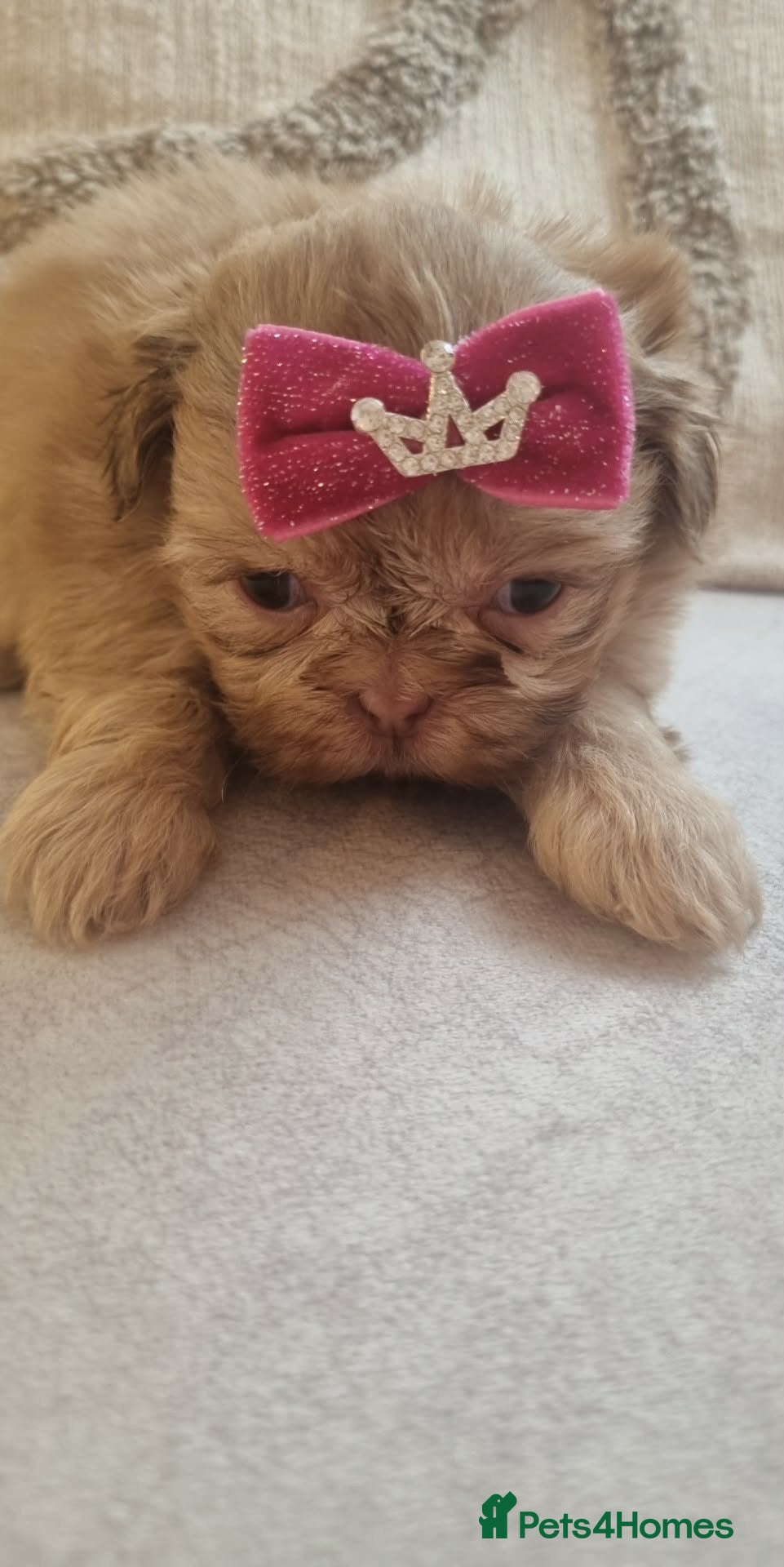 Shih Tzu dogs Imperial Shih Tzu Puppies - Advert 8
