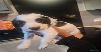 Cocker Spaniel dogs - Advert 1