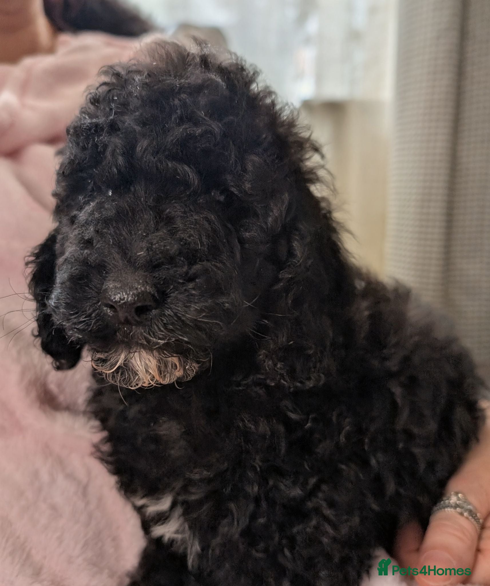 Cavapoo dogs READY NOW - Insured and vacccinated - Advert 2