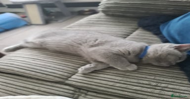 British Shorthair cats - Advert 1