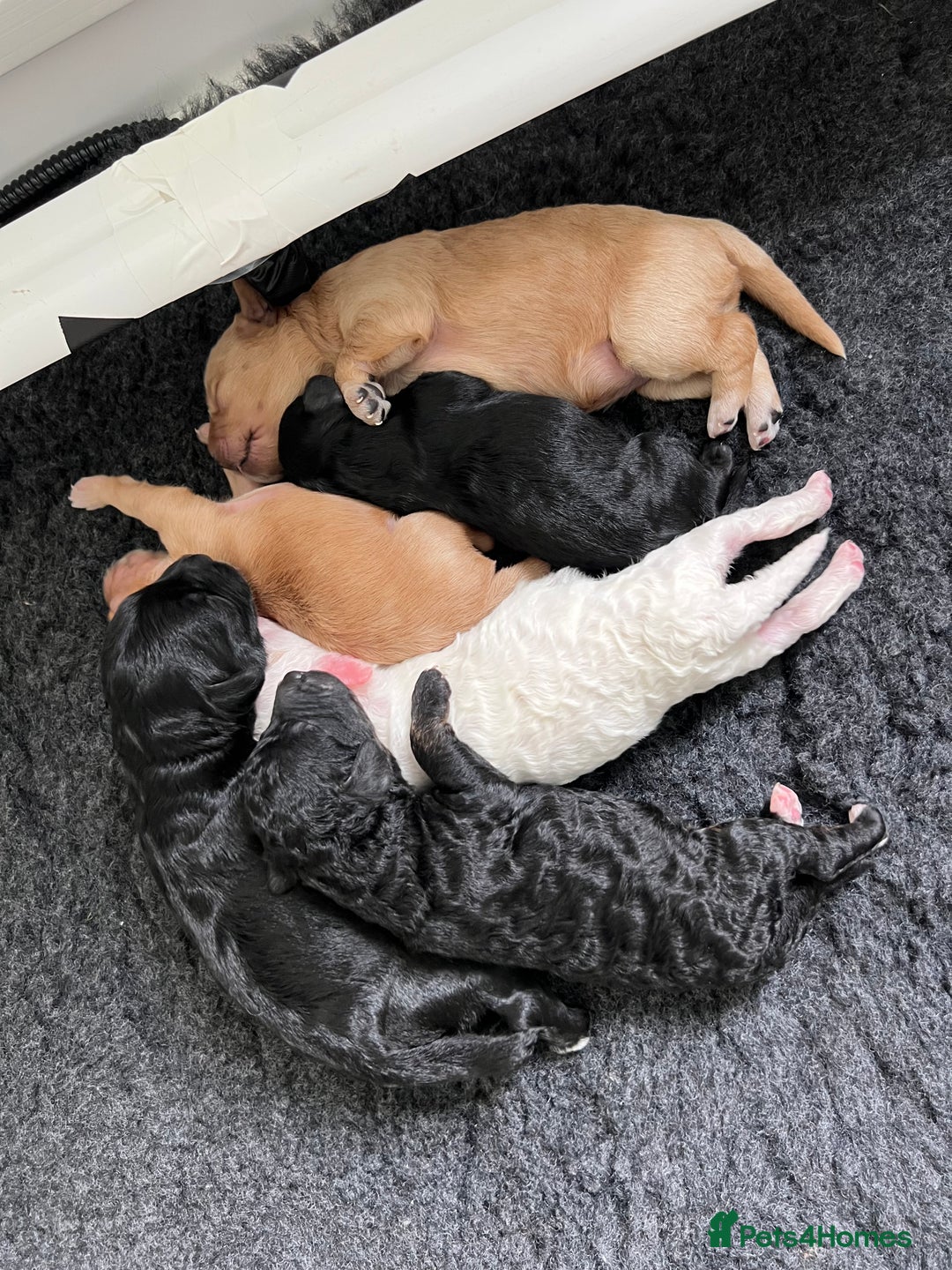 Cavapoo dogs for sale: F1B OUTSTANDING RARE RAINBOW 🌈 BABIES (Cavapoo)  - Image 7