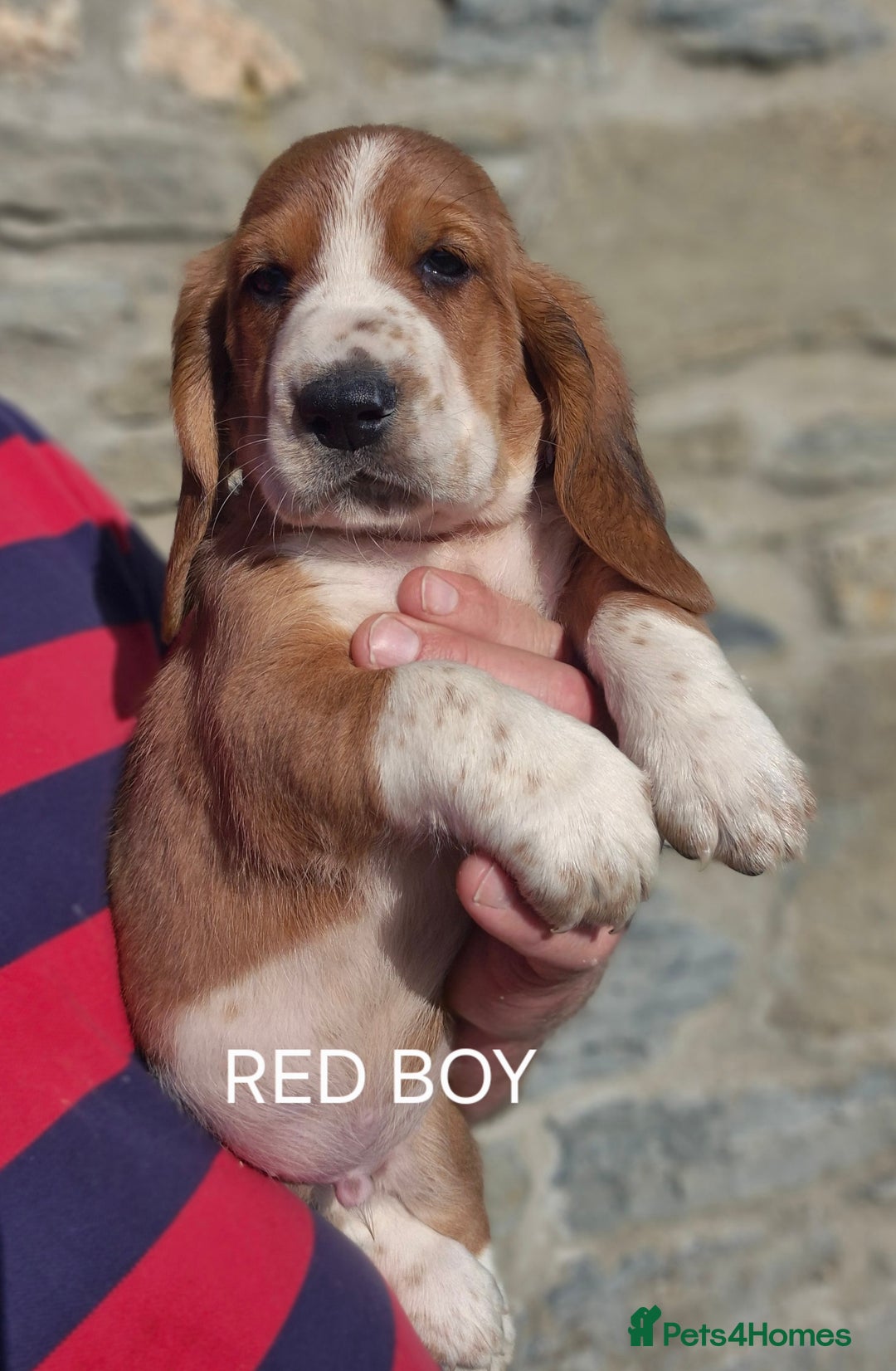 Basset Hound dogs for sale: KC BASSET HOUND PUPPIES  - Image 2