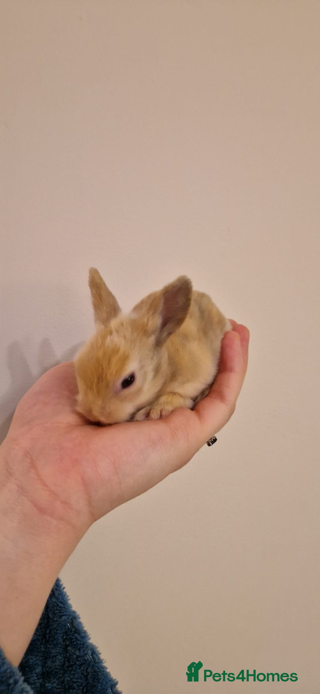 Lionhead rabbits for sale: Purebred Lionhead babies - Advert 11