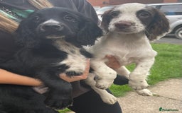 Sprocker dogs for sale: Working Sprockers for Sale - Image 1