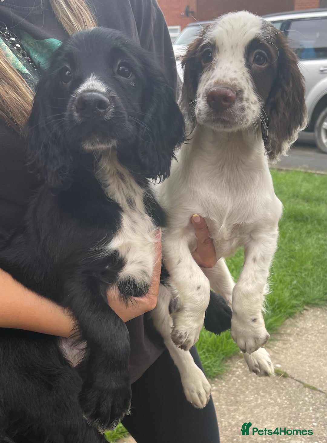 Sprocker dogs for sale: Working Sprockers for Sale - Image 1