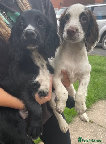 Sprocker dogs - Advert 2