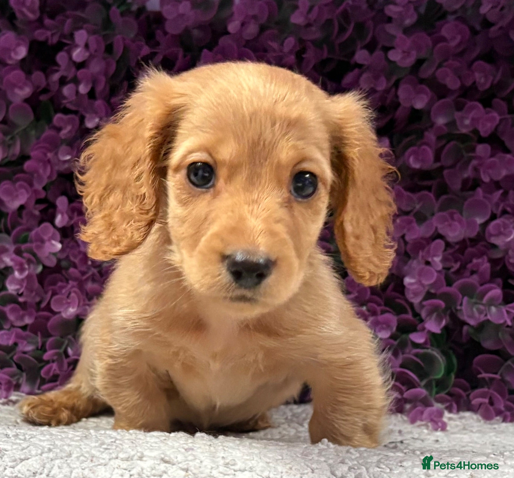 Miniature Dachshund dogs 🐾💜 EXCEPTIONAL KC MINIATURE DACHSHUND PUPS - Advert 13