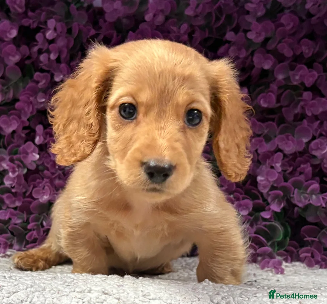 Miniature Dachshund dogs for sale: 🐾💜 EXCEPTIONAL KC MINIATURE DACHSHUND PUPS - Advert 1