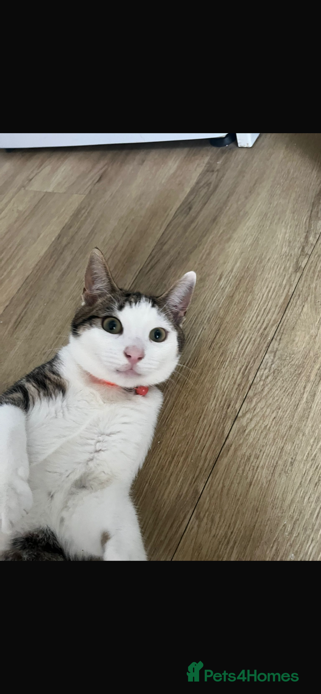 Mixed Breed cats for sale: Cats for sale - Advert 3