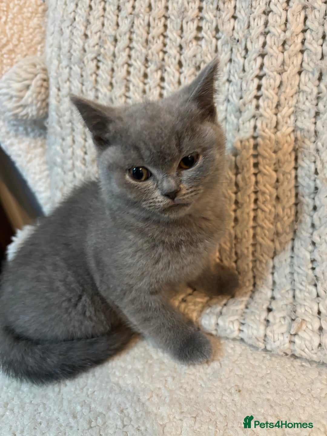 British Shorthair cats for sale: British Short hair kitten available  - Advert 2