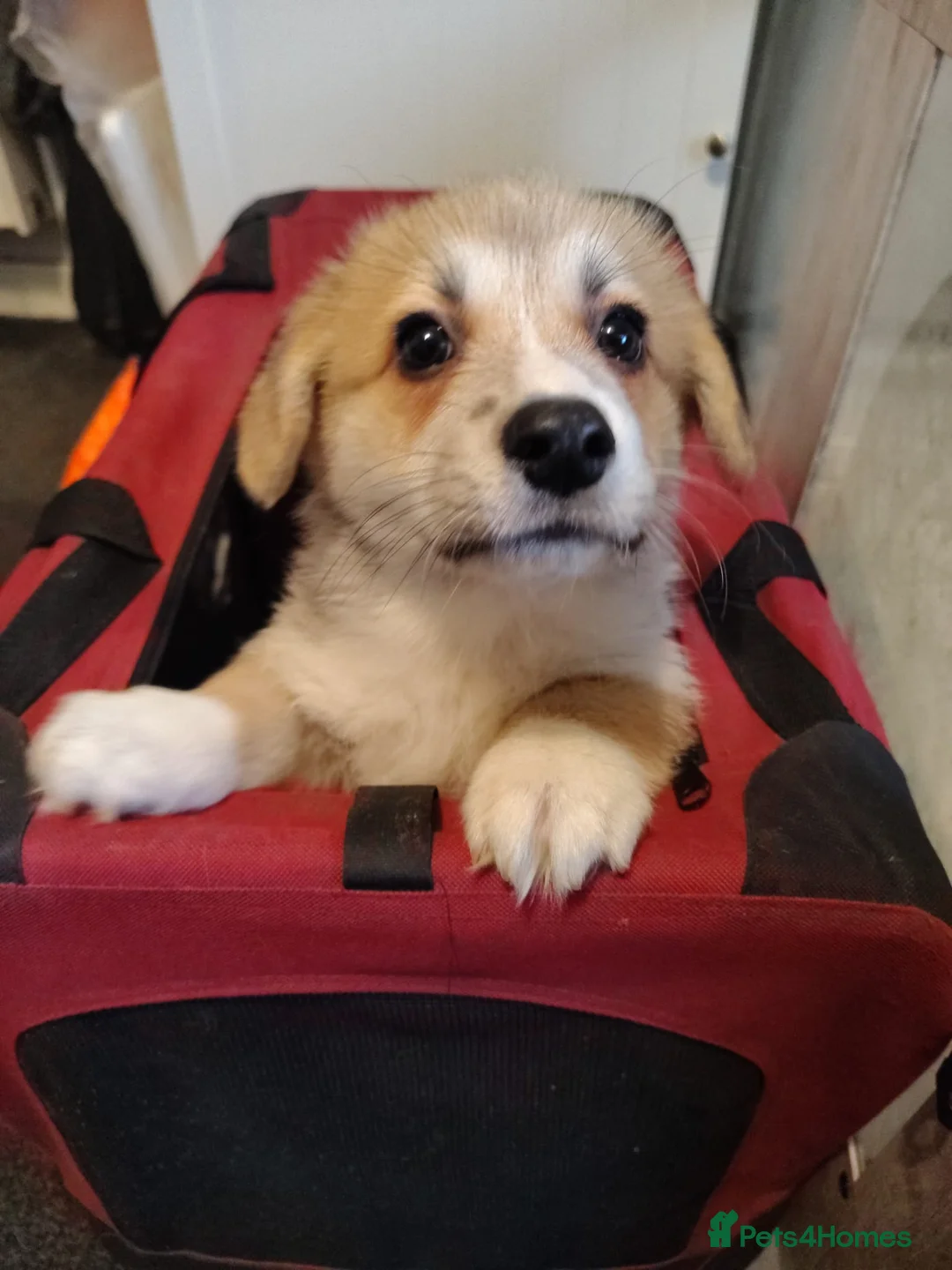 Welsh Corgi Pembroke dogs for sale: 2 Gorgeous KC Registered Pembroke Corgi Puppies - Advert 2